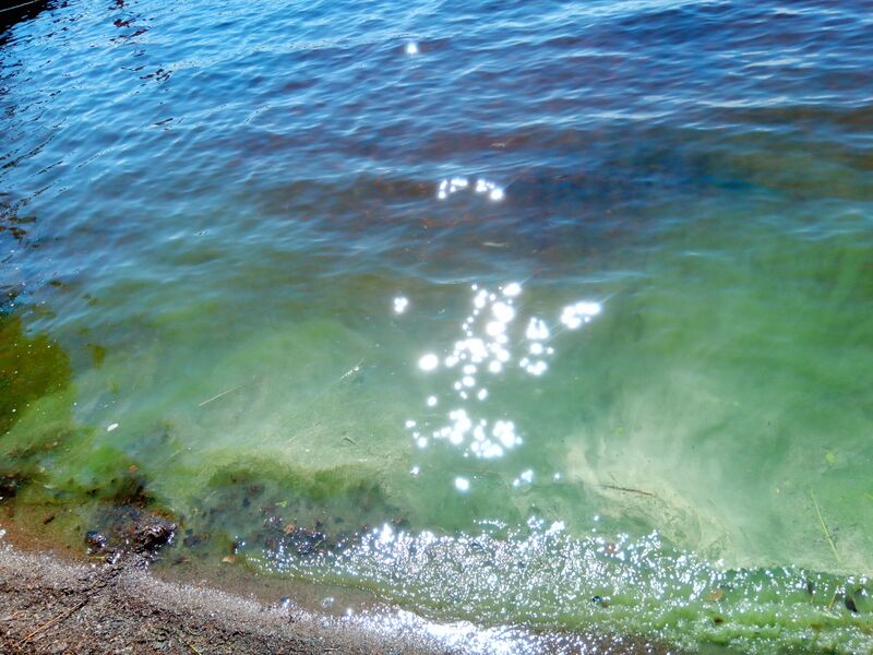 Tiedosto:Pielavesi (14.741.1.001)-Havaintopaikka --ObsIMG-201906151432-75.jpg