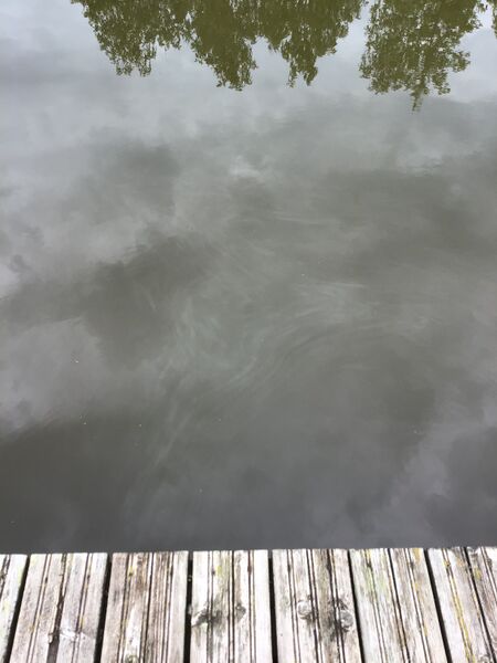 Tiedosto:Taasjärvi (81.045.1.002)-Valtakunnallinen sinileväseuranta-ObsALG-202007281016-83.jpeg