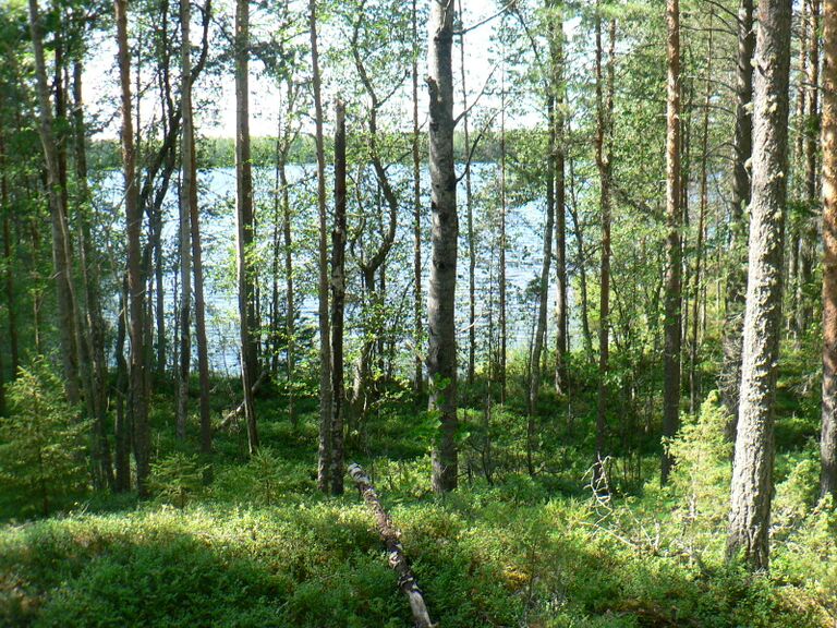 3 Levän läheltä.JPG