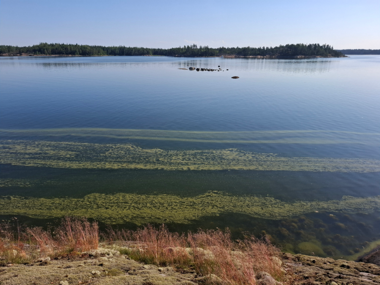 Emäsalo-Kaivokari pohjoinen-ObsALG-202507170919-1752733297823.png