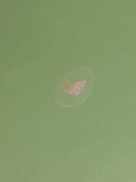 Tiedosto:Hakkenpää - Tuulvesi-Kustavi-ObsIMG-201908221837-81.jpg