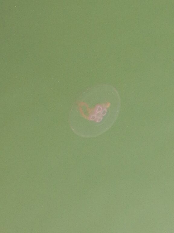 Hakkenpää - Tuulvesi-Kustavi-ObsIMG-201908221837-81.jpg