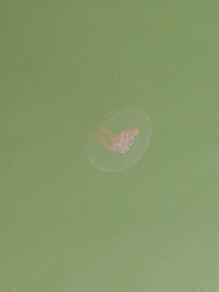 Hakkenpää - Tuulvesi-Kustavi-ObsIMG-201908221837-81.jpg