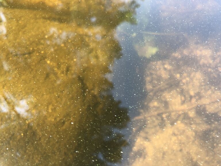 Hankavesi - Lonkari (14.712.1.001)-Säkkäräniemi-ObsALG-202008081314-0.jpg