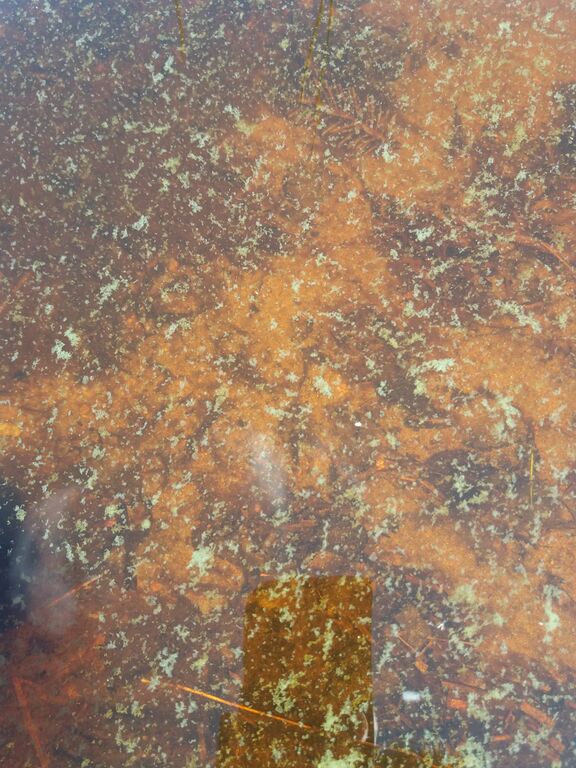 Jaurakaisjärvi (60.065.1.001)-Jaurakainen-ObsALG-202006171344-37.jpg