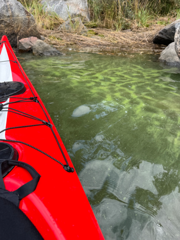 Korshamnsfjärden-Storfjärden-Kuparisaari, Vaasa-ObsIMG-202407151436-66955ec78f4ca.png