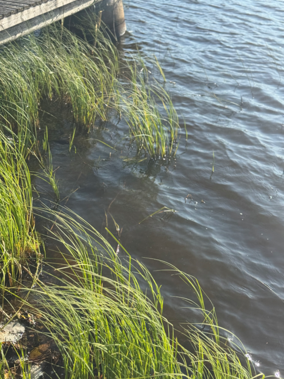 Toiviaisjärvi (04.552.1.013)-Valtakunnallinen sinileväseuranta (Kaarteenperä)-ObsIMG-202508111845-1754927489338.png