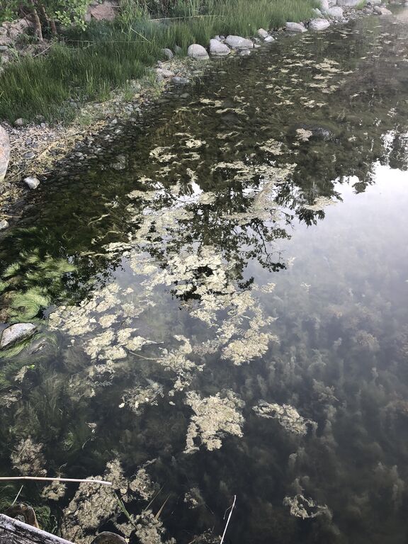 Iso- ja Pikku-Nauvon vesialue-Rotarien sinileväseuranta (Käldinge strand)-ObsALG-202006242033-4.jpeg