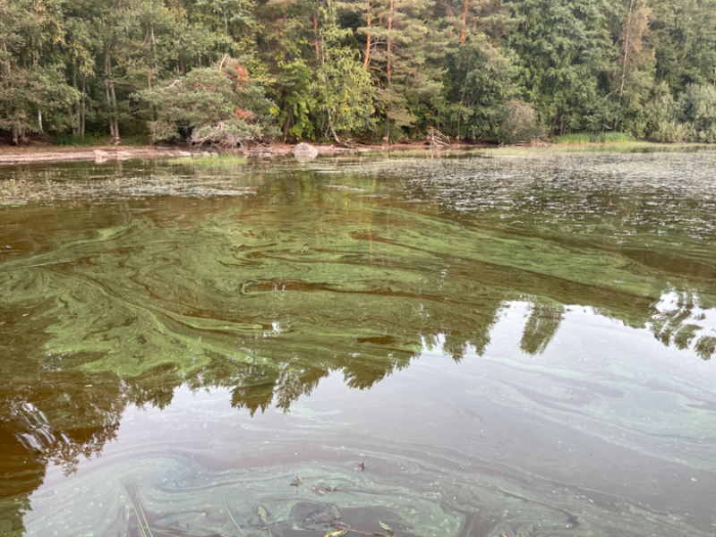 Tiedosto:Kallavesi (yhd.)-Vaajasalo, eteläranta-ObsALG-202409041944-66d88f425199e.png