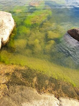 Keipsalo-Rotarien sinileväseuranta (Stora Småholmen)-ObsIMG-202007200733-15.jpg
