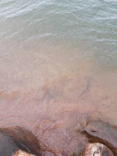 Pyhäjärvi (34.031.1.001)-Valtakunnallinen sinileväseuranta (Katismaan uimaranta)-ObsALG-202109071528-61375b5890c0c.png