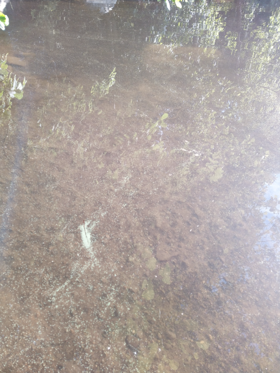 Vesijärvi (35.731.1.001)-Soukkio-ObsALG-202207101833-62caf31100bb7.png