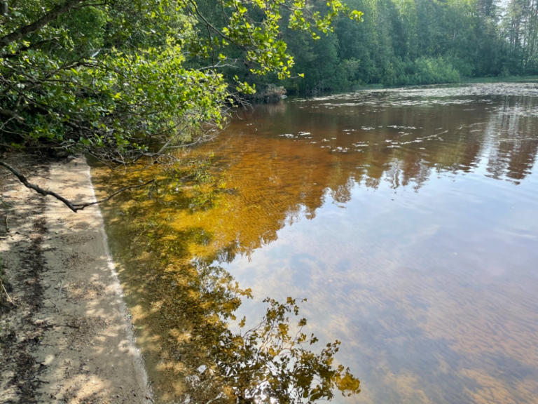 Kallavesi (yhd.)-Vaajasalo, eteläranta-ObsALG-202106231030-60d2f05e6fcfc.png