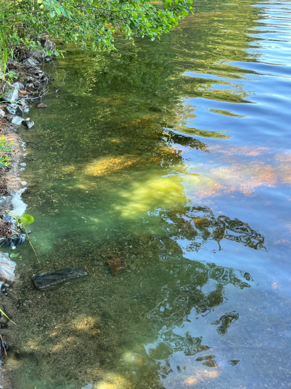 Puula (14.923.1.001)-Havaintopaikka 6-ObsIMG-202507021130-6865641ca2e46.png