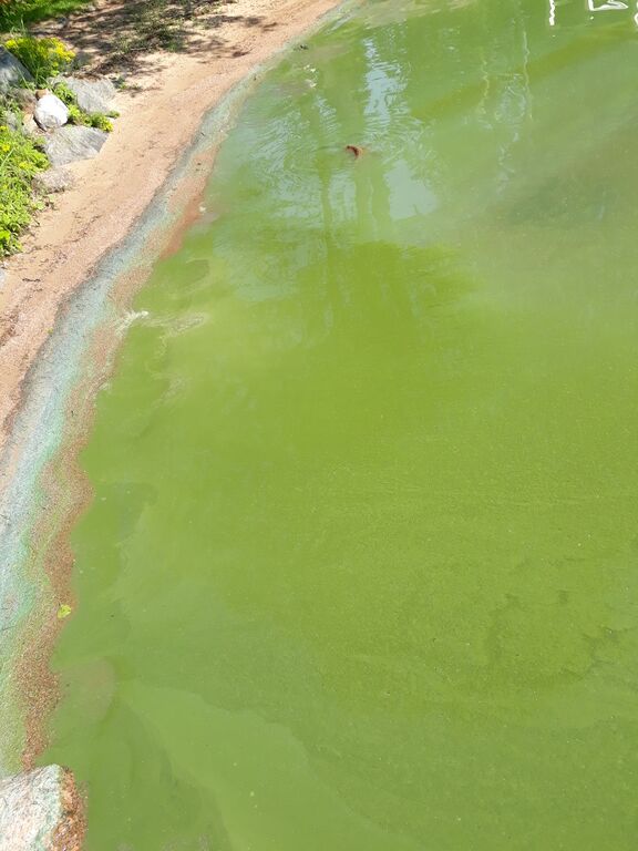 Pyhäjärven lähialue (34.031)-Mestilä Eura-ObsIMG-201906071059-11.jpg