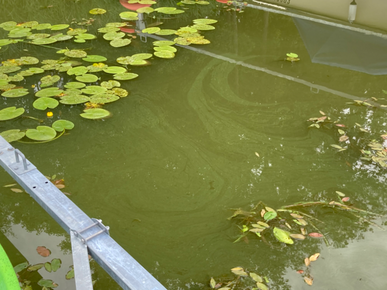 Tuusulanjärvi (21.082.1.001)-Rotarien sinileväseuranta (Kotuntien laituri)-ObsALG-202207181900-62d58401c9eec.png