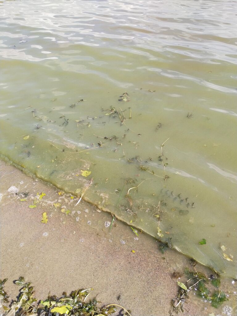 Eteläinen kaupunginlahti-Varisselkä-Paratiisisaaren uimaranta-ObsIMG-202007281422-94.jpg