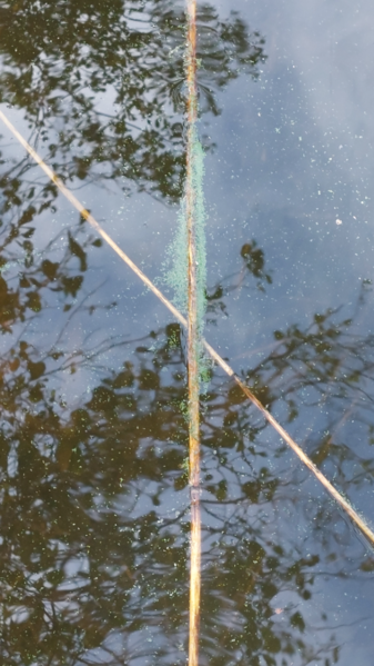 Tiedosto:Gennarbyviken (92.111.1.001)-Havaintopaikka 1-ObsALG-202507021636-6865367137184.png