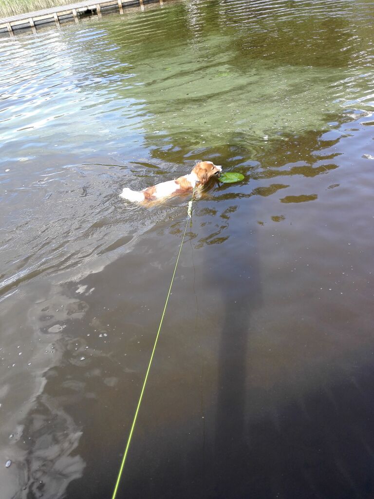 Hiidenvesi (23.031.1.001)-Ali-Haakkointien veneranta-ObsALG-201906151956-70.jpg