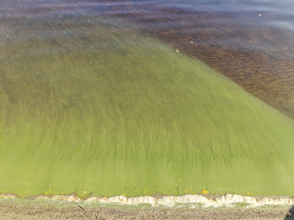 Kyyvesi (14.932.1.001)-Havaintopaikka 8-ObsIMG-202507151050-687608f14fd1b.png