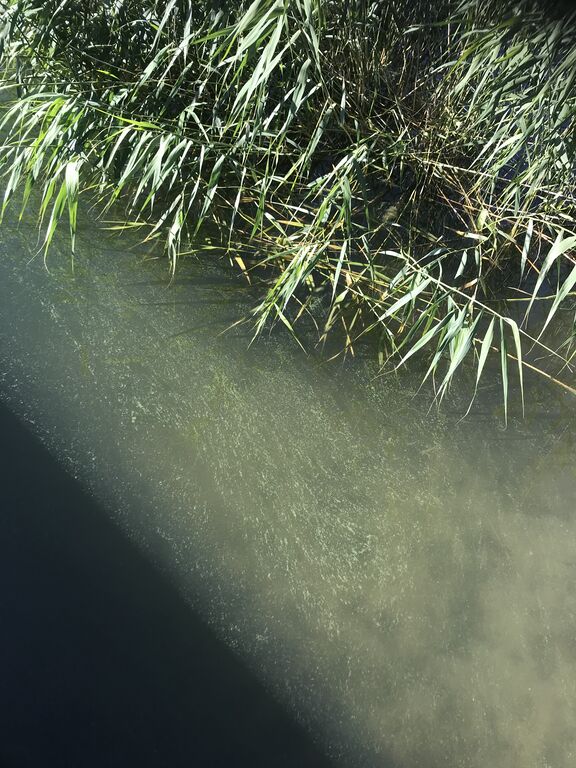 Paraisten sisäsaaristovedet-Rotarien sinileväseuranta (Airisto, Sandviken)-ObsIMG-202007131001-46.jpeg