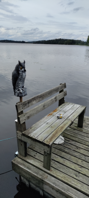 Mommilanjärvi (35.823.1.007)-Rotarien sinileväseuranta (Arponiemi)-ObsIMG-202507071833-1751902603974.png