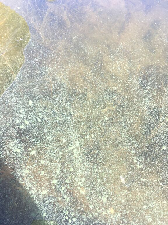 Skaftungin edusta-Bobergin lahti, Tallgrund itäranta-ObsALG-202008291146-43.jpeg