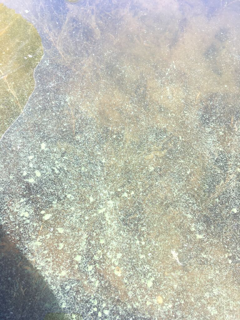 Skaftungin edusta-Bobergin lahti, Tallgrund itäranta-ObsALG-202008291146-43.jpeg