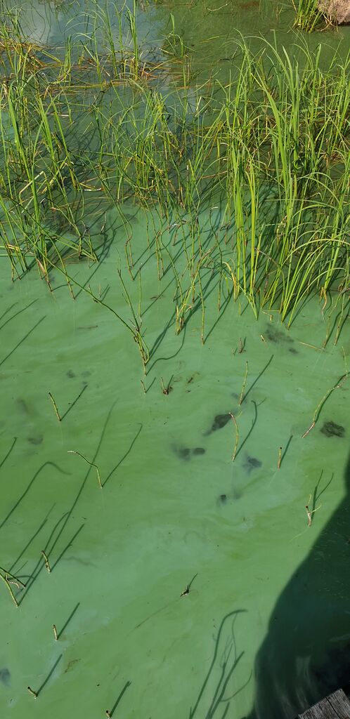 Syväjärvi (65.598.1.004)-Havaintopaikka 1-ObsIMG-201907232030-3.jpg