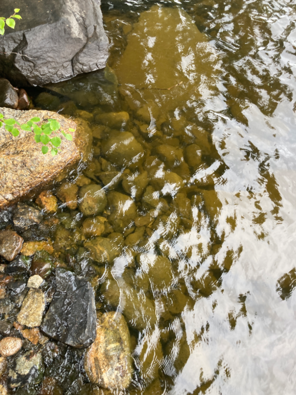 Ukonvesi (Saimaa) (04.151.1.001)-Koivukummunpolku-ObsALG-202207231250-62dbc4997ff10.png