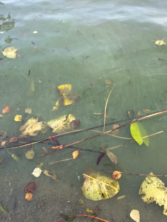 Ukonvesi (Saimaa) (04.151.1.001)-Koivukummunpolku-ObsALG-202309121733-65007618142b4.png