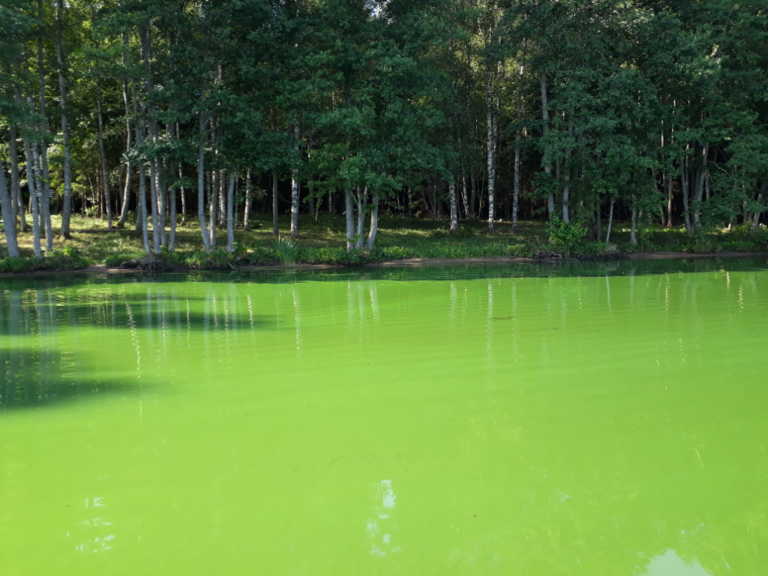 Hiidenvesi (23.031.1.001)-Rysätarha-ObsALG-202107240948-60fcfb9ae2031.png