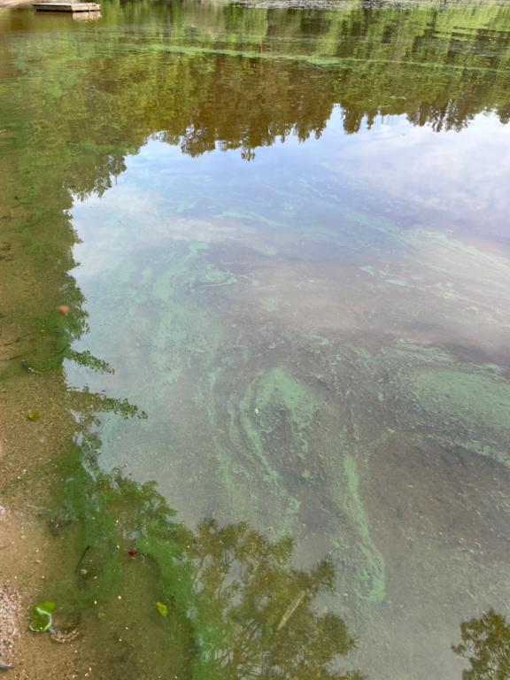 Kallavesi (yhd.)-Vaajasalo, eteläranta-ObsIMG-202507021715-68653f613f8e5.png