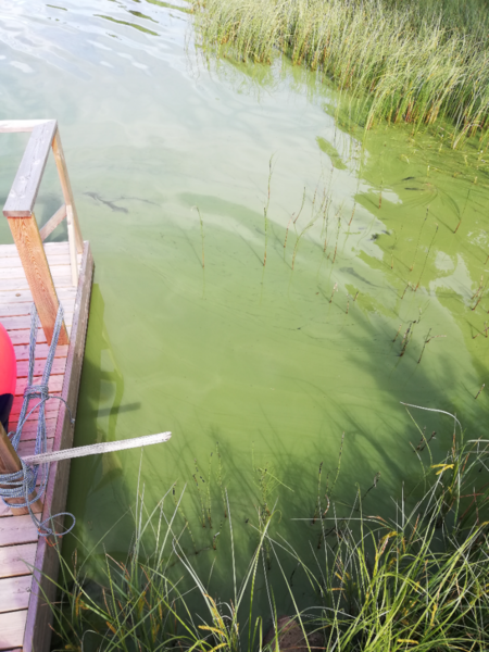 Tiedosto:Konsajärvi (65.592.1.017)-Hevoskummun Upseeriparantola-ObsIMG-202107251239-60fd3262e0ba7.png