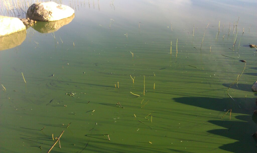 Kymijärvi, Hähniemi 09092016.jpg