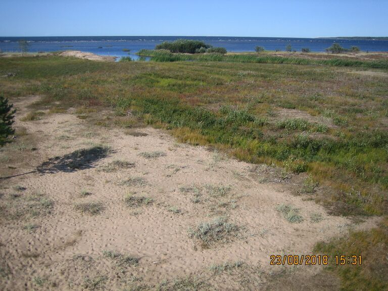 Leton lintutornista.JPG