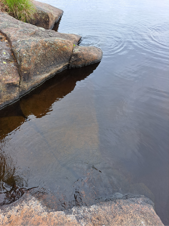 Luodonjärvi (99.110.1.001)-Valtakunnallinen sinileväseuranta-ObsALG-202306061610-647f2f8d409ef.png