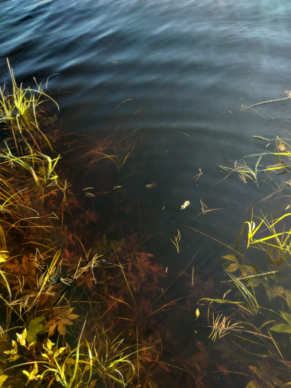 Rytinkijärvi (61.522.1.001)-Valtakunnallinen sinileväseuranta (Rytinkisalmi)-ObsIMG-202509230907-1758607674664.png