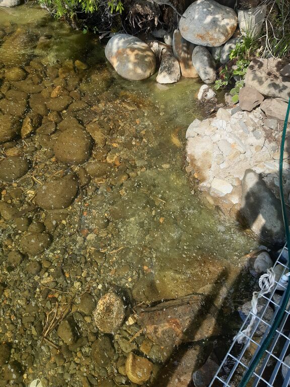 Särkijärvi (04.376.1.001)-Särkijärvi-ObsALG-202007271530-57.jpg