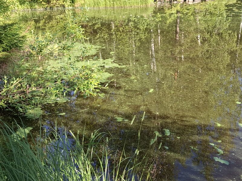 Tiedosto:20250715 082206.jpg