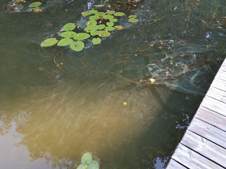 Aumanalanen (04.611.1.017)-Ranta-ObsIMG-202208301000-630db76d31ec7.png