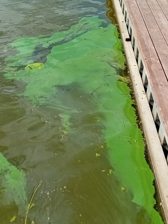 Hiidenvesi (23.031.1.001)-Kirkonkylän veneranta-ObsALG-202406301000-66812d400f0e6.png