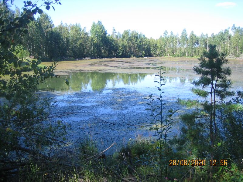 Tiedosto:Nimeton lampi Lampinsaari 1.JPG