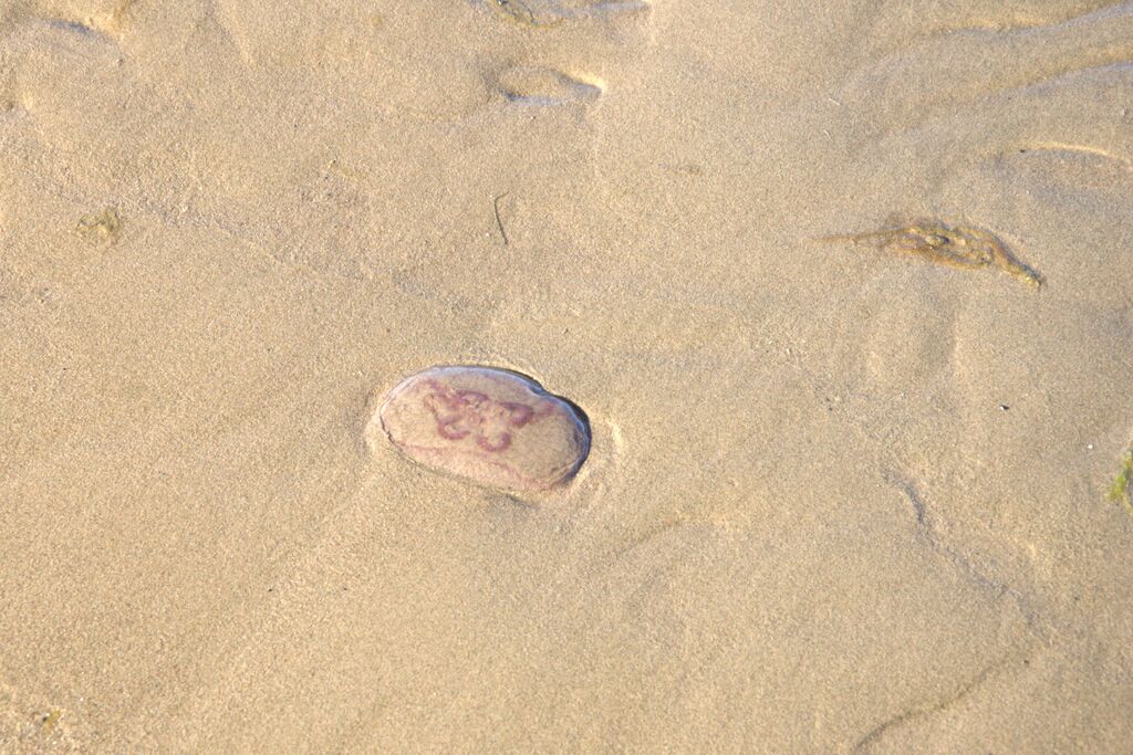 Preiviikinlahti - Viasvedenlahti-Yyteri -Munakarin säikkä-ObsJELLY-201709220831-51.jpg