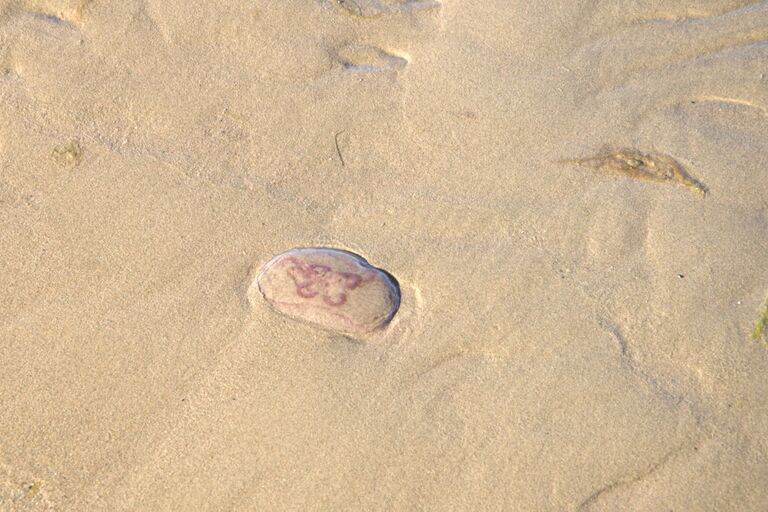 Preiviikinlahti - Viasvedenlahti-Yyteri -Munakarin säikkä-ObsJELLY-201709220831-51.jpg