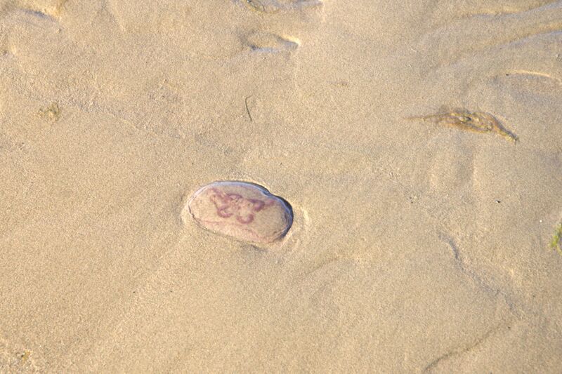 Tiedosto:Preiviikinlahti - Viasvedenlahti-Yyteri -Munakarin säikkä-ObsJELLY-201709220831-51.jpg