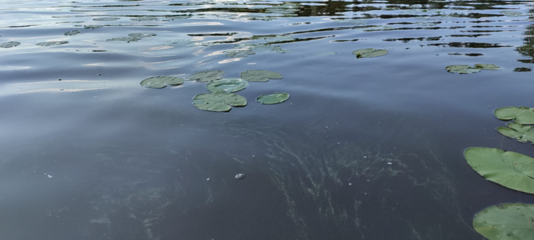 Pyhäjärvi (35.211.1.001)-Kaakilanniemi, Kuttusaaren kohdalla-ObsALG-202306251047-6497f1375dced.png