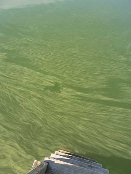 Tiedosto:Rymättylän ja Houtskarin välinen saaristo-Salonkylä-ObsALG-202006280900-43.jpg