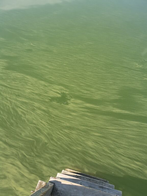 Rymättylän ja Houtskarin välinen saaristo-Salonkylä-ObsALG-202006280900-43.jpg