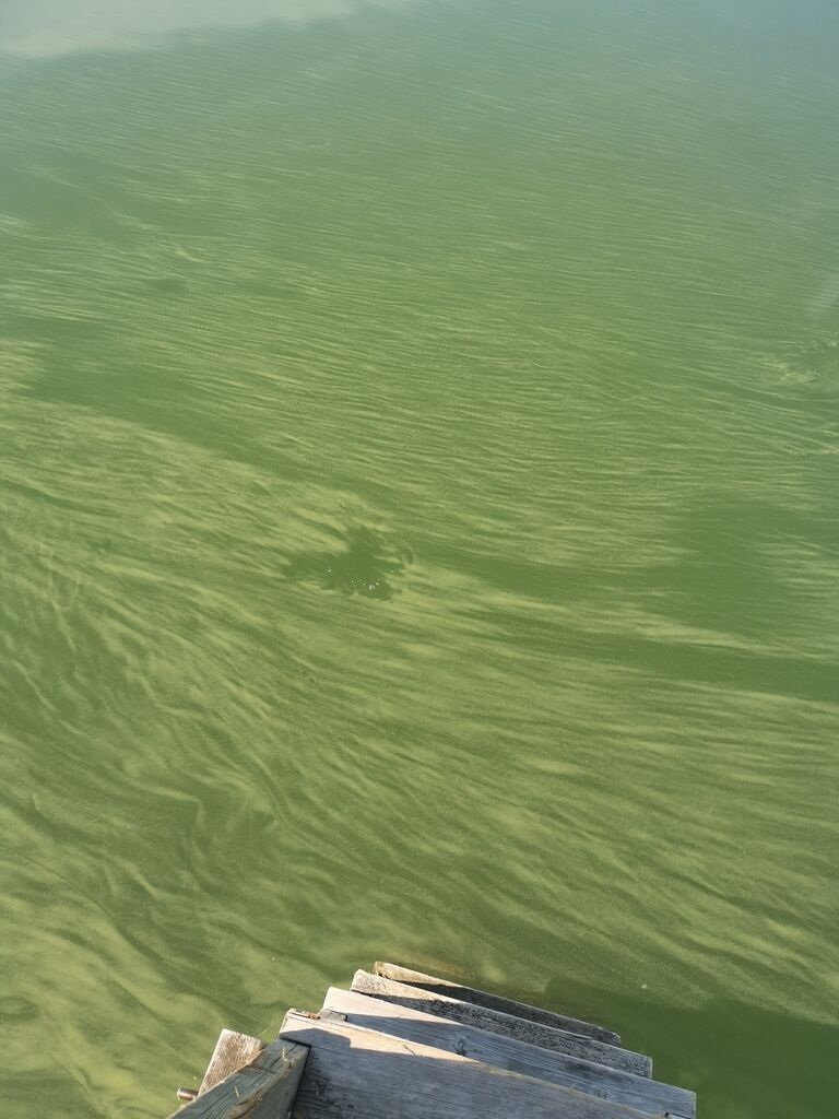 Rymättylän ja Houtskarin välinen saaristo-Salonkylä-ObsALG-202006280900-43.jpg